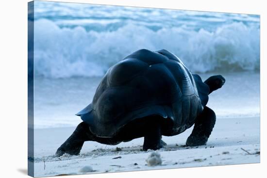 Aldabra Giant Tortoise (Geochelone Gigantea) Walking Along The Sea Shore, Aldabra Atoll, Seychelles-Cheryl-Samantha Owen-Stretched Canvas