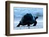 Aldabra Giant Tortoise (Geochelone Gigantea) Walking Along The Sea Shore, Aldabra Atoll, Seychelles-Cheryl-Samantha Owen-Framed Photographic Print