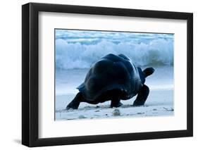 Aldabra Giant Tortoise (Geochelone Gigantea) Walking Along The Sea Shore, Aldabra Atoll, Seychelles-Cheryl-Samantha Owen-Framed Photographic Print