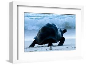 Aldabra Giant Tortoise (Geochelone Gigantea) Walking Along The Sea Shore, Aldabra Atoll, Seychelles-Cheryl-Samantha Owen-Framed Photographic Print