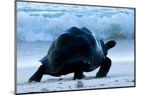 Aldabra Giant Tortoise (Geochelone Gigantea) Walking Along The Sea Shore, Aldabra Atoll, Seychelles-Cheryl-Samantha Owen-Mounted Photographic Print