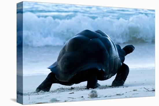 Aldabra Giant Tortoise (Geochelone Gigantea) Walking Along The Sea Shore, Aldabra Atoll, Seychelles-Cheryl-Samantha Owen-Stretched Canvas