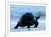 Aldabra Giant Tortoise (Geochelone Gigantea) Walking Along The Sea Shore, Aldabra Atoll, Seychelles-Cheryl-Samantha Owen-Framed Photographic Print