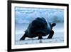 Aldabra Giant Tortoise (Geochelone Gigantea) Walking Along The Sea Shore, Aldabra Atoll, Seychelles-Cheryl-Samantha Owen-Framed Photographic Print