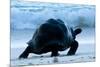 Aldabra Giant Tortoise (Geochelone Gigantea) Walking Along The Sea Shore, Aldabra Atoll, Seychelles-Cheryl-Samantha Owen-Mounted Photographic Print