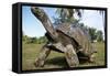 Aldabra Giant Tortoise-null-Framed Stretched Canvas