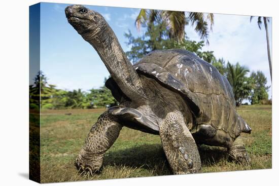 Aldabra Giant Tortoise-null-Stretched Canvas