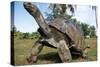 Aldabra Giant Tortoise-null-Stretched Canvas