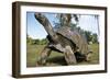 Aldabra Giant Tortoise-null-Framed Photographic Print