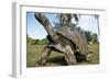 Aldabra Giant Tortoise-null-Framed Photographic Print