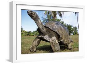 Aldabra Giant Tortoise-null-Framed Photographic Print