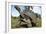 Aldabra Giant Tortoise-null-Framed Photographic Print