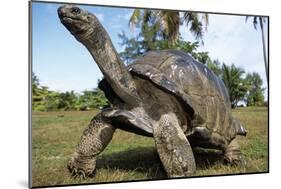 Aldabra Giant Tortoise-null-Mounted Photographic Print