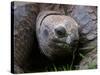 Aldabra Tortoise, Native to Aldabra Island, Near Seychelles-Adam Jones-Stretched Canvas