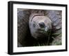 Aldabra Tortoise, Native to Aldabra Island, Near Seychelles-Adam Jones-Framed Photographic Print