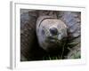 Aldabra Tortoise, Native to Aldabra Island, Near Seychelles-Adam Jones-Framed Photographic Print