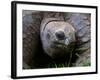 Aldabra Tortoise, Native to Aldabra Island, Near Seychelles-Adam Jones-Framed Photographic Print