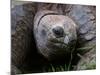 Aldabra Tortoise, Native to Aldabra Island, Near Seychelles-Adam Jones-Mounted Photographic Print