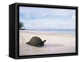 Aldabra Tortoise on Beach, Picard Island, Aldabra, Seychelles-Pete Oxford-Framed Stretched Canvas