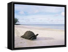 Aldabra Tortoise on Beach, Picard Island, Aldabra, Seychelles-Pete Oxford-Framed Stretched Canvas