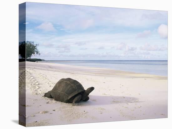 Aldabra Tortoise on Beach, Picard Island, Aldabra, Seychelles-Pete Oxford-Stretched Canvas