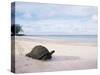 Aldabra Tortoise on Beach, Picard Island, Aldabra, Seychelles-Pete Oxford-Stretched Canvas