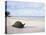 Aldabra Tortoise on Beach, Picard Island, Aldabra, Seychelles-Pete Oxford-Stretched Canvas