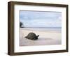 Aldabra Tortoise on Beach, Picard Island, Aldabra, Seychelles-Pete Oxford-Framed Premium Photographic Print
