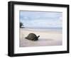 Aldabra Tortoise on Beach, Picard Island, Aldabra, Seychelles-Pete Oxford-Framed Premium Photographic Print