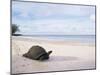 Aldabra Tortoise on Beach, Picard Island, Aldabra, Seychelles-Pete Oxford-Mounted Premium Photographic Print