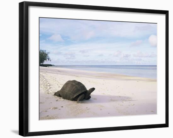 Aldabra Tortoise on Beach, Picard Island, Aldabra, Seychelles-Pete Oxford-Framed Photographic Print