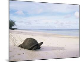 Aldabra Tortoise on Beach, Picard Island, Aldabra, Seychelles-Pete Oxford-Mounted Photographic Print