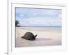 Aldabra Tortoise on Beach, Picard Island, Aldabra, Seychelles-Pete Oxford-Framed Photographic Print