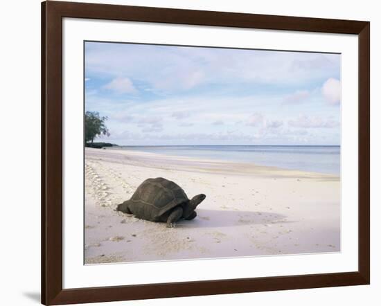 Aldabra Tortoise on Beach, Picard Island, Aldabra, Seychelles-Pete Oxford-Framed Photographic Print