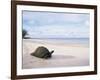 Aldabra Tortoise on Beach, Picard Island, Aldabra, Seychelles-Pete Oxford-Framed Photographic Print