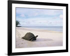 Aldabra Tortoise on Beach, Picard Island, Aldabra, Seychelles-Pete Oxford-Framed Photographic Print