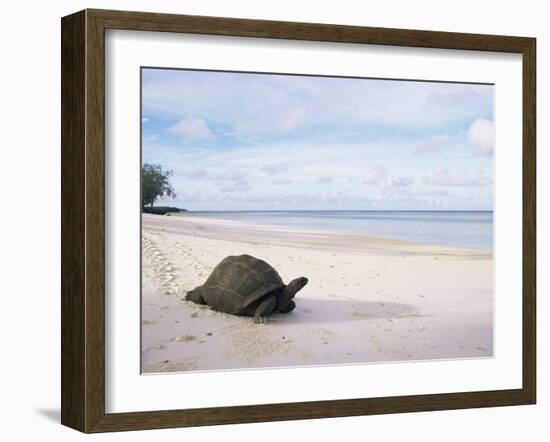 Aldabra Tortoise on Beach, Picard Island, Aldabra, Seychelles-Pete Oxford-Framed Photographic Print