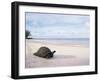 Aldabra Tortoise on Beach, Picard Island, Aldabra, Seychelles-Pete Oxford-Framed Photographic Print