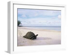 Aldabra Tortoise on Beach, Picard Island, Aldabra, Seychelles-Pete Oxford-Framed Photographic Print