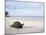 Aldabra Tortoise on Beach, Picard Island, Aldabra, Seychelles-Pete Oxford-Mounted Photographic Print