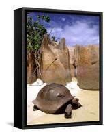 Aldabran Giant Tortoise, Curieuse Island, Seychelles, Africa-Pete Oxford-Framed Stretched Canvas
