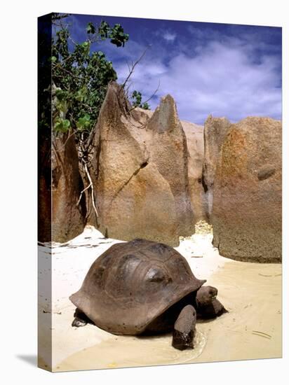 Aldabran Giant Tortoise, Curieuse Island, Seychelles, Africa-Pete Oxford-Stretched Canvas