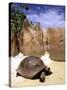 Aldabran Giant Tortoise, Curieuse Island, Seychelles, Africa-Pete Oxford-Stretched Canvas