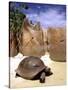 Aldabran Giant Tortoise, Curieuse Island, Seychelles, Africa-Pete Oxford-Stretched Canvas