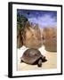 Aldabran Giant Tortoise, Curieuse Island, Seychelles, Africa-Pete Oxford-Framed Premium Photographic Print