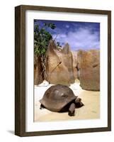 Aldabran Giant Tortoise, Curieuse Island, Seychelles, Africa-Pete Oxford-Framed Photographic Print