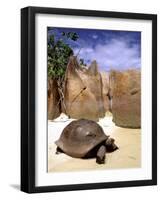 Aldabran Giant Tortoise, Curieuse Island, Seychelles, Africa-Pete Oxford-Framed Photographic Print