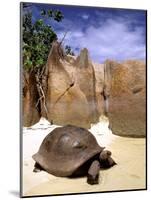 Aldabran Giant Tortoise, Curieuse Island, Seychelles, Africa-Pete Oxford-Mounted Photographic Print