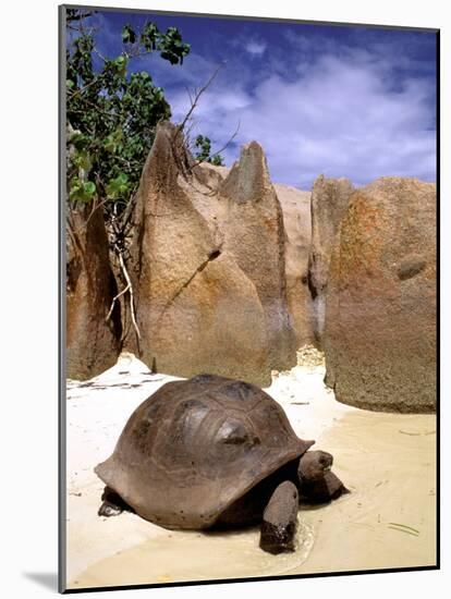 Aldabran Giant Tortoise, Curieuse Island, Seychelles, Africa-Pete Oxford-Mounted Photographic Print