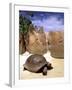 Aldabran Giant Tortoise, Curieuse Island, Seychelles, Africa-Pete Oxford-Framed Photographic Print